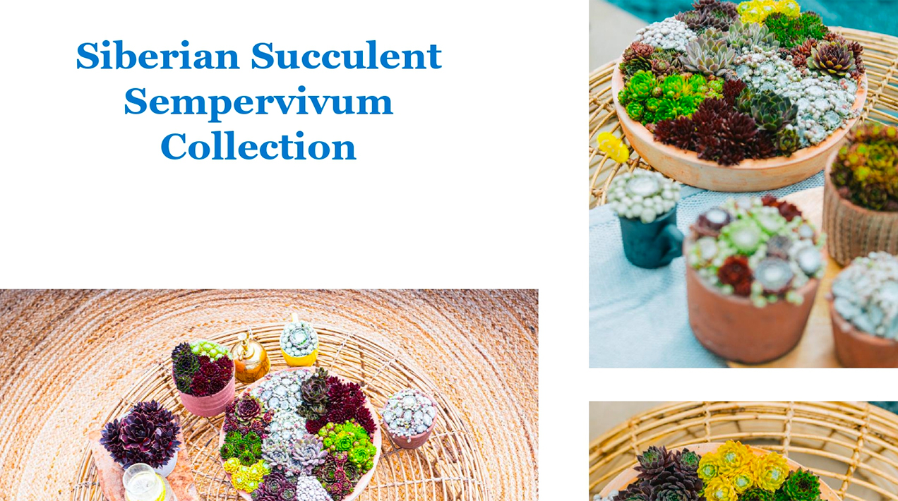 Lovania's Siberian Succulent Sempervivum Collection